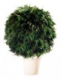 /album/stromy/thuja-iv-jpg/